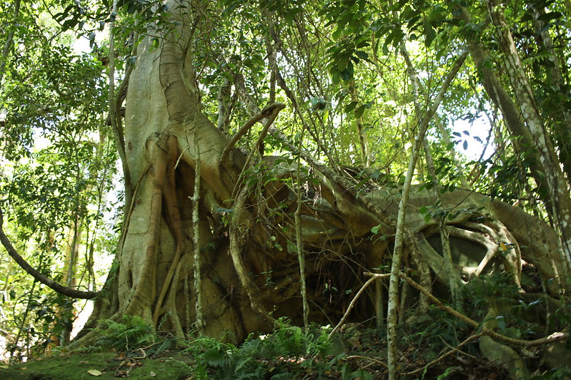 Small leafed fig tree