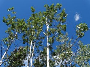 https://sierraclub.bc.ca/balsam-poplar/